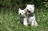 WESTIE 313